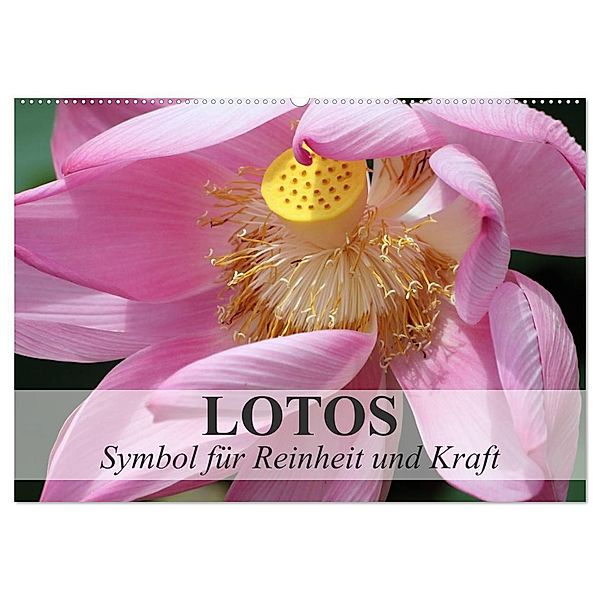 Lotos - Symbol für Reinheit und Kraft (Wandkalender 2024 DIN A2 quer), CALVENDO Monatskalender, Elisabeth Stanzer