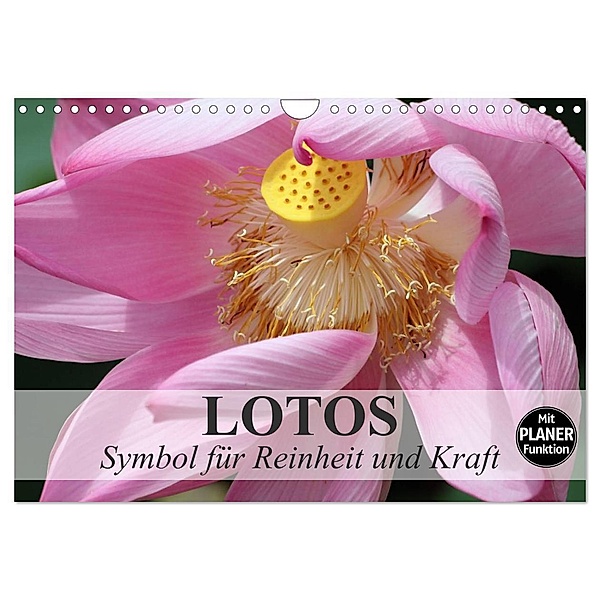 Lotos. Symbol für Reinheit und Kraft (Wandkalender 2024 DIN A4 quer), CALVENDO Monatskalender, Elisabeth Stanzer