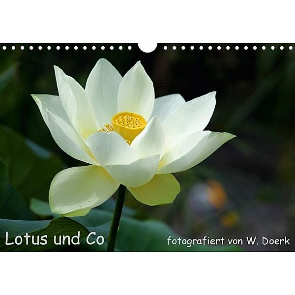 Lotus und Co (Wandkalender 2017 DIN A4 quer), Wiltrud Doerk
