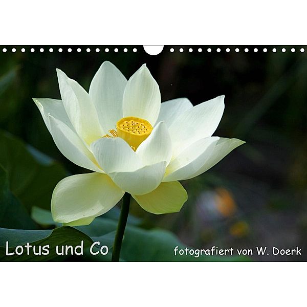Lotus und Co (Wandkalender 2020 DIN A4 quer), Wiltrud Doerk