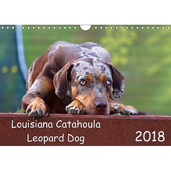 Louisiana Catahoula Leopard Dog (Wandkalender 2018 DIN A4 quer) Dieser erfolgreiche Kalender wurde dieses Jahr mit gleic, Sarah Mikulla