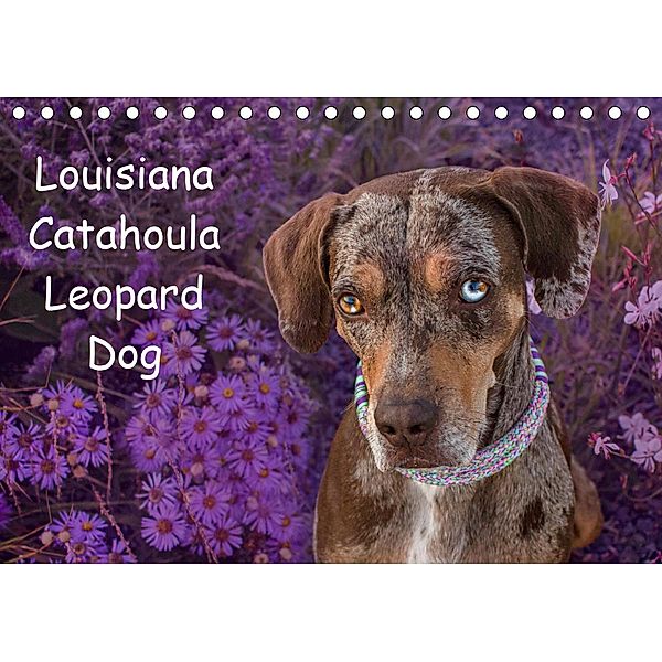 Lousiana Catahoula Leopard (Tischkalender 2021 DIN A5 quer), Catahouligan on Tour