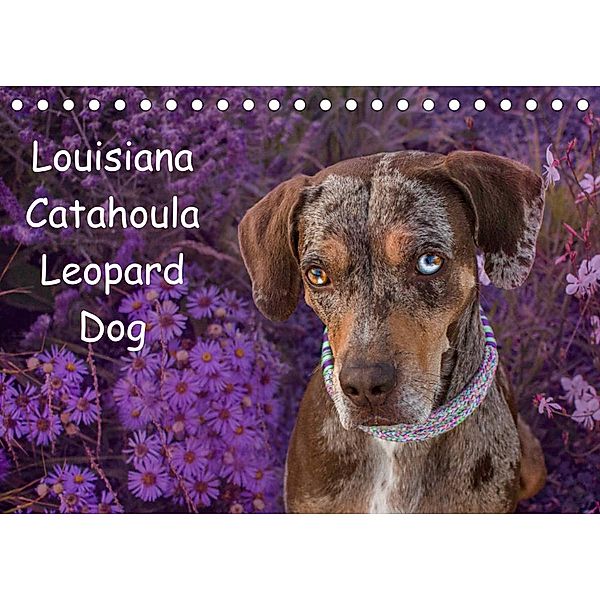 Lousiana Catahoula Leopard (Tischkalender 2023 DIN A5 quer), Catahouligan on Tour