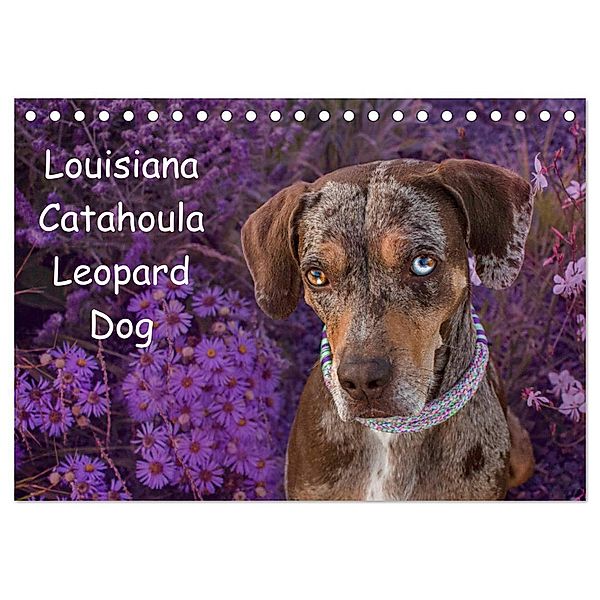 Lousiana Catahoula Leopard (Tischkalender 2025 DIN A5 quer), CALVENDO Monatskalender, Calvendo, Catahouligan on Tour