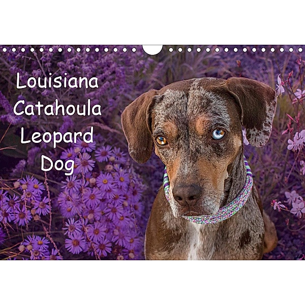 Lousiana Catahoula Leopard (Wandkalender 2020 DIN A4 quer), Catahouligan on Tour