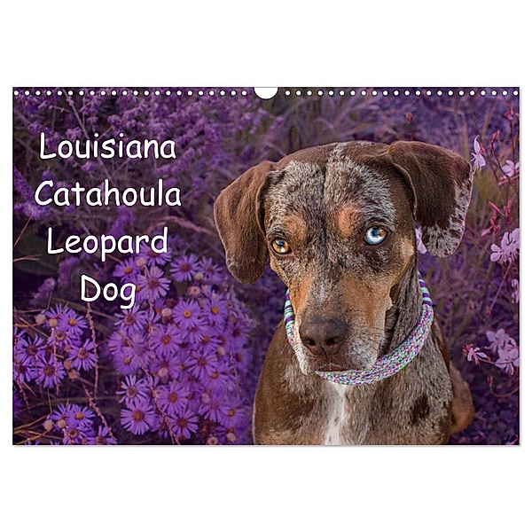 Lousiana Catahoula Leopard (Wandkalender 2024 DIN A3 quer), CALVENDO Monatskalender, Catahouligan on Tour