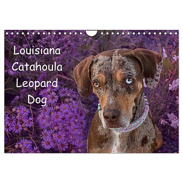 Lousiana Catahoula Leopard (Wandkalender 2025 DIN A4 quer), CALVENDO Monatskalender, Calvendo, Catahouligan on Tour