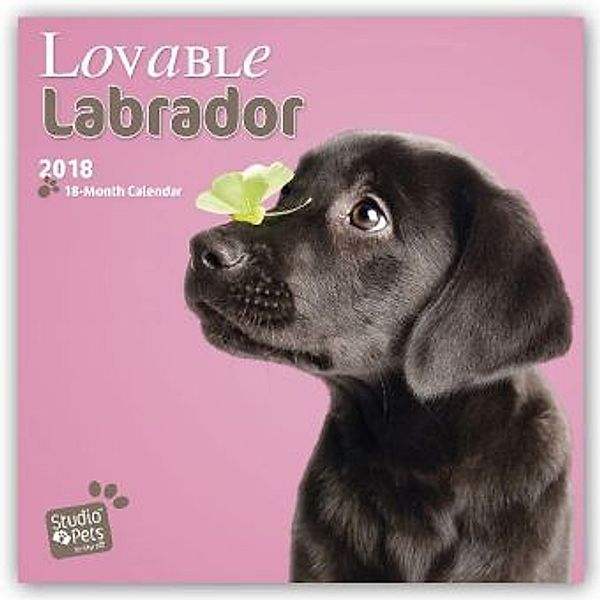 Lovable Labrador 2018, Myrna Huijing