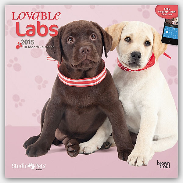 Lovable Labs 2015 - Labrador Retriever