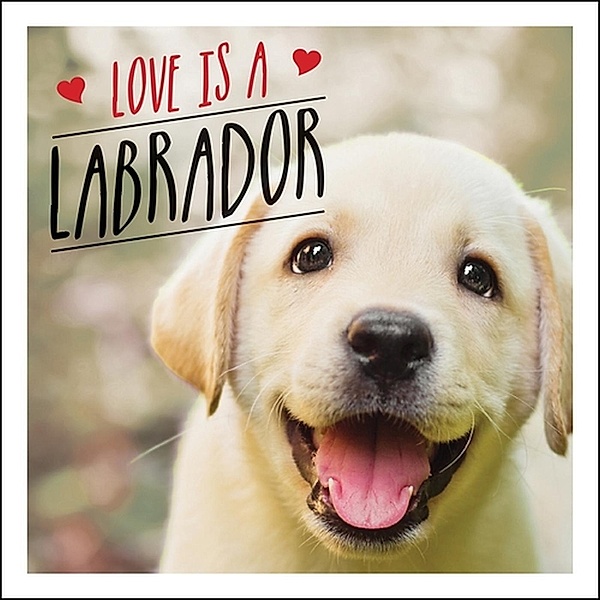 Love is a Labrador, Charlie Ellis