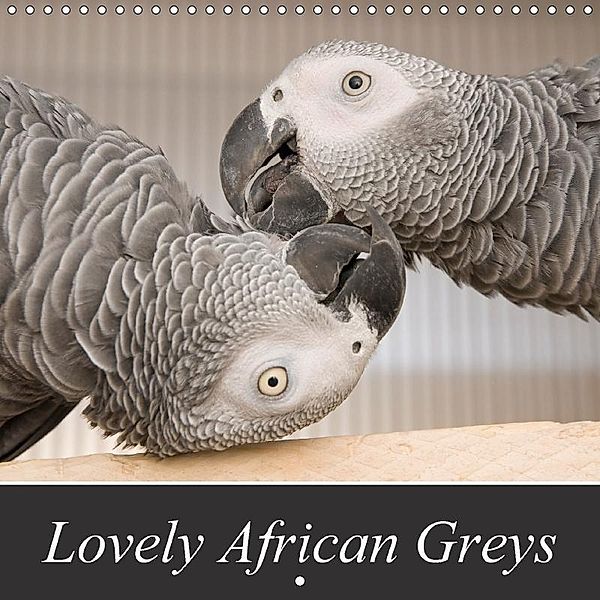 Lovely African Greys (Wall Calendar 2017 300 × 300 mm Square), Nadine Keller