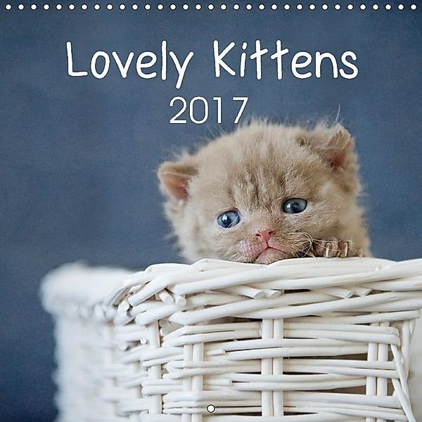 Lovely Kittens 2017 (Wall Calendar 2017 300 × 300 mm Square), Heidi Bollich