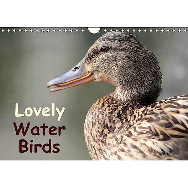 Lovely Water Birds (Wall Calendar 2018 DIN A4 Landscape), Ramona Meißner