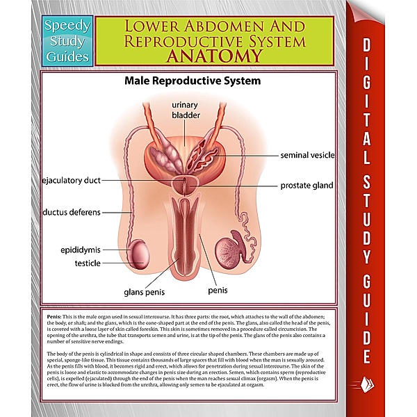 Lower Abdomen And Reproductive System Anatomy (Speedy Study Guide) / Dot EDU, Speedy Publishing