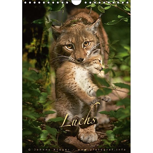 Luchs (Wandkalender 2018 DIN A4 hoch), Johnny Krüger