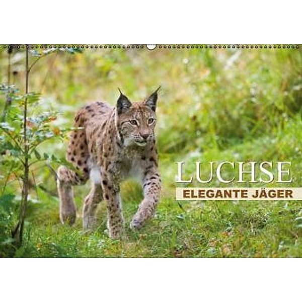 Luchse - Elegante Jäger (Wandkalender 2016 DIN A2 quer), Calvendo