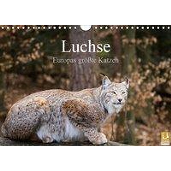 Luchse - Europas größte Katzen (Wandkalender 2019 DIN A4 quer), Cloudtail