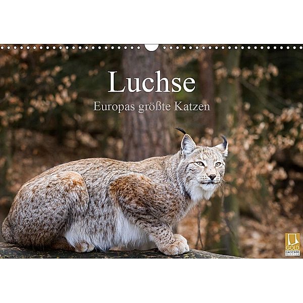 Luchse - Europas größte Katzen (Wandkalender 2021 DIN A3 quer), Cloudtail