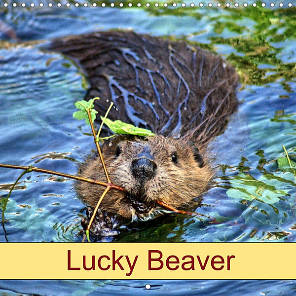 Lucky Beaver (Wall Calendar 2023 300 × 300 mm Square), Kattobello