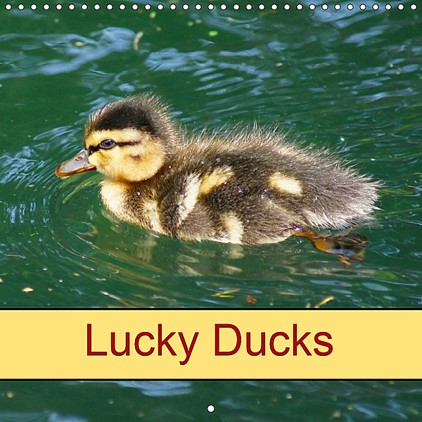 Lucky Ducks (Wall Calendar 2019 300 × 300 mm Square), kattobello