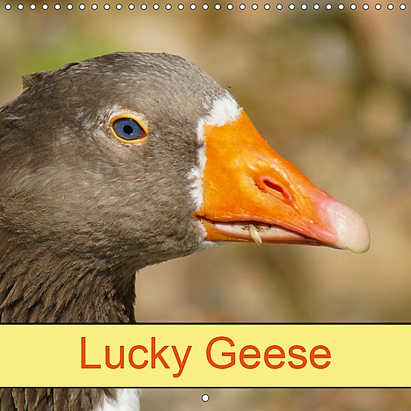 Lucky Geese (Wall Calendar 2019 300 × 300 mm Square), kattobello
