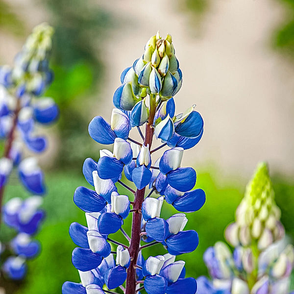 Lupine, blau