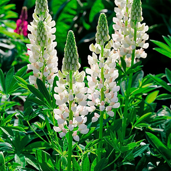 Lupine, weiß