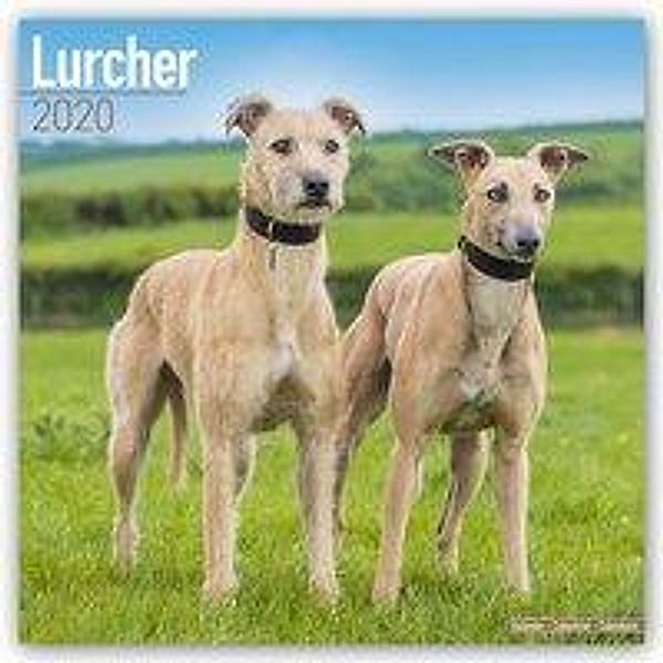 Lurchers - Lurcher 2020, Avonside Publishing