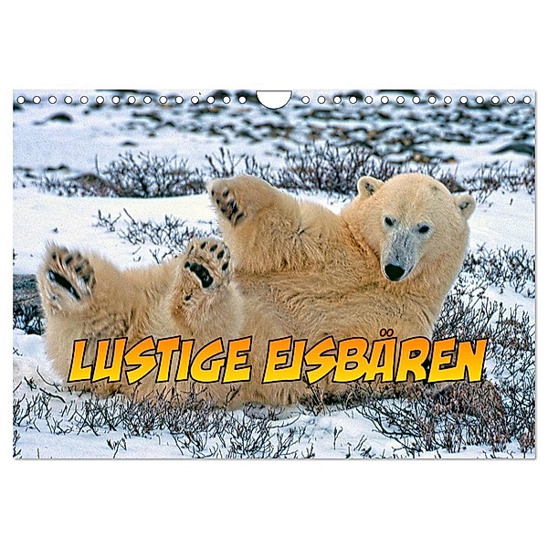 Lustige Eisbären (Wandkalender 2024 DIN A4 quer), CALVENDO Monatskalender, joern stegen