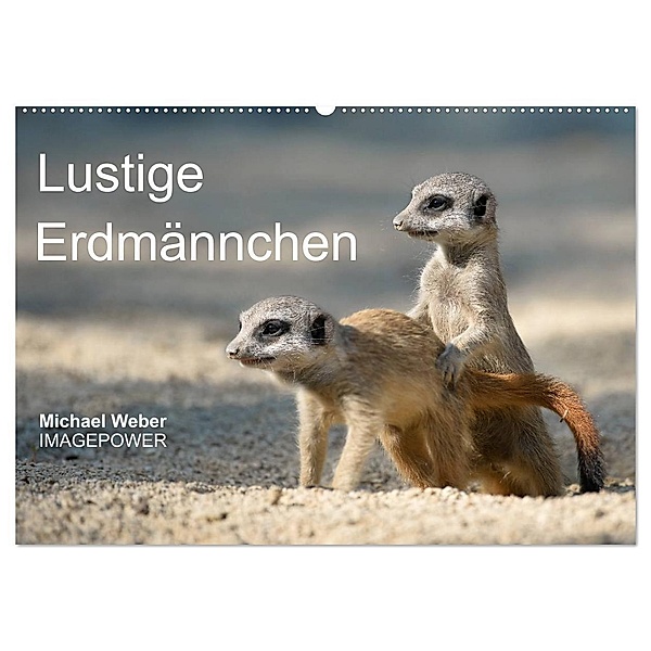 Lustige Erdmännchen (Wandkalender 2024 DIN A2 quer), CALVENDO Monatskalender, Michael Weber