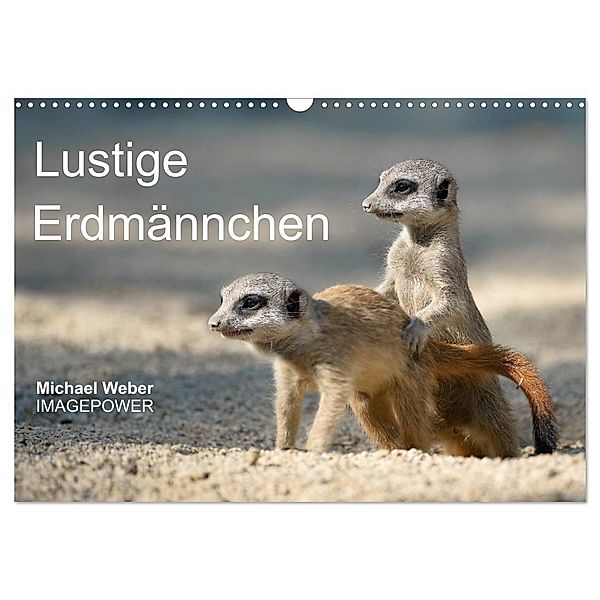 Lustige Erdmännchen (Wandkalender 2024 DIN A3 quer), CALVENDO Monatskalender, Michael Weber