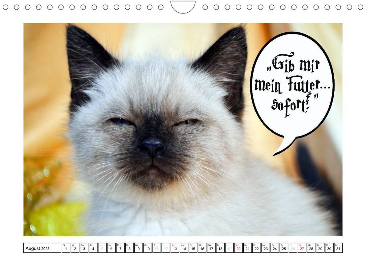 Lustiger Katzenkalender Wandkalender 2023 DIN A4 quer - Kalender bestellen