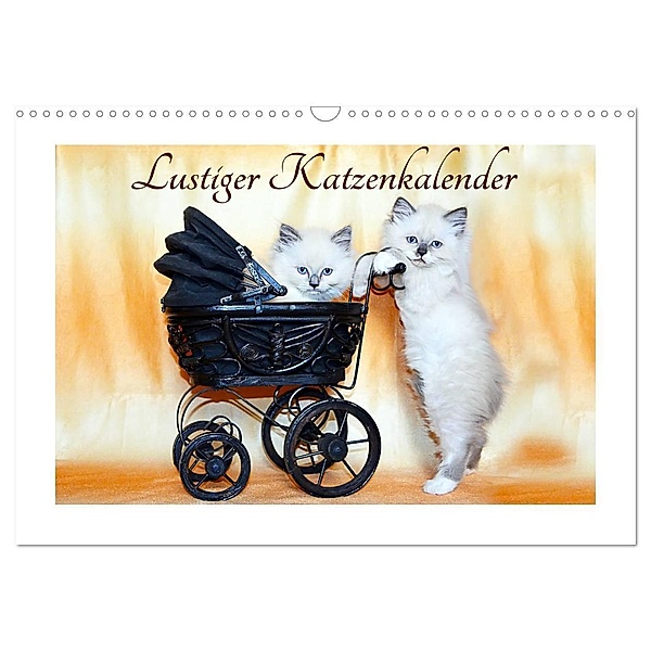 Lustiger Katzenkalender (Wandkalender 2024 DIN A3 quer), CALVENDO Monatskalender, Jennifer Chrystal