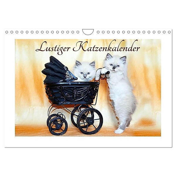 Lustiger Katzenkalender (Wandkalender 2024 DIN A4 quer), CALVENDO Monatskalender, Jennifer Chrystal