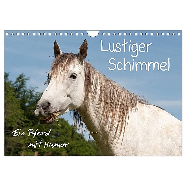 Lustiger Schimmel - ein Pferd mit Humor (Wandkalender 2024 DIN A4 quer), CALVENDO Monatskalender, Meike Bölts