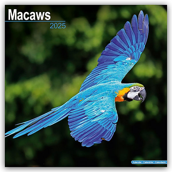 Macaws - Ara-Papageien - Aras 2025 - 16-Monatskalender, Avonside Publishing Ltd