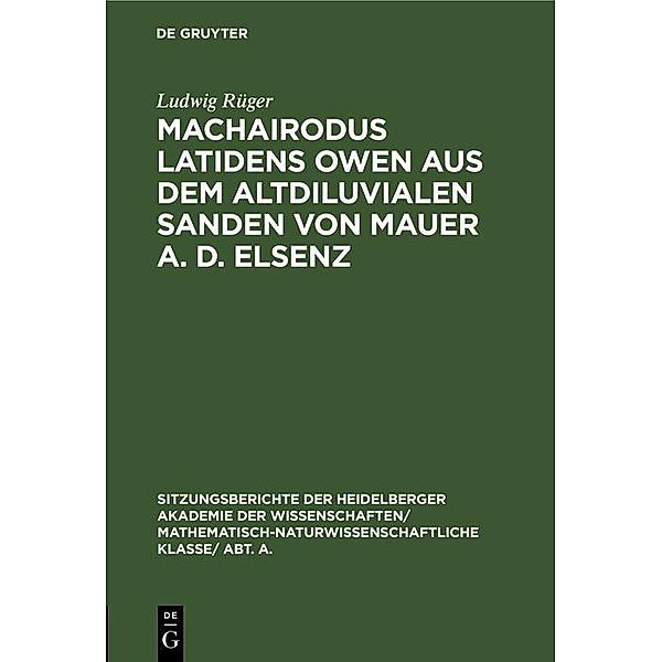 Machairodus latidens Owen aus dem altdiluvialen Sanden von Mauer a. d. Elsenz, Ludwig Rüger