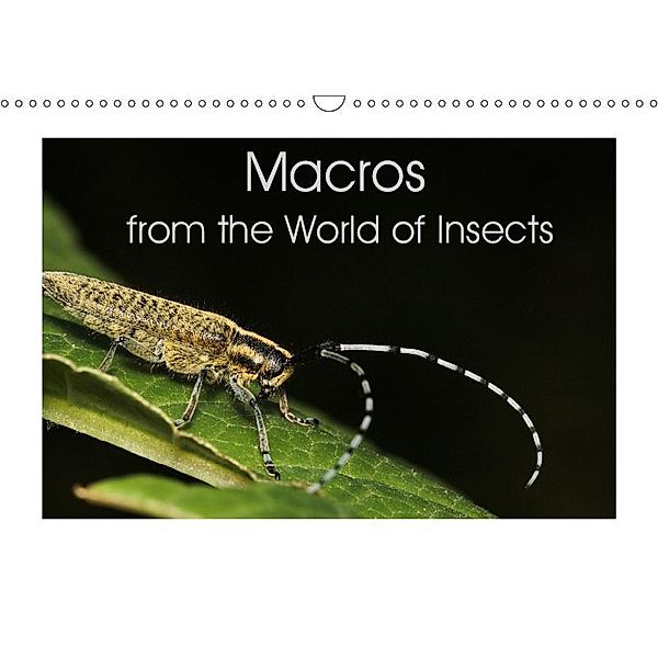 Macros from the World of Insects (Wall Calendar 2019 DIN A3 Landscape), N N