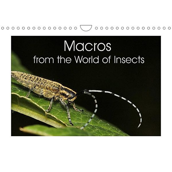 Macros from the World of Insects (Wall Calendar 2023 DIN A4 Landscape), N N