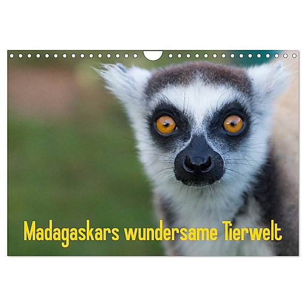 Madagaskars wundersame Tierwelt (Wandkalender 2024 DIN A4 quer), CALVENDO Monatskalender, Antje Hopfmann