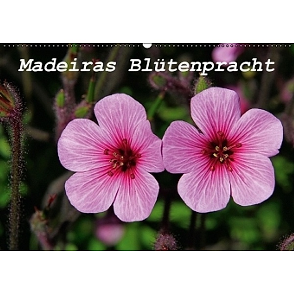 Madeiras Blütenpracht (Wandkalender 2016 DIN A2 quer), Klaus Lielischkies