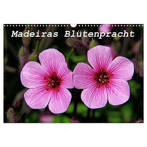 Madeiras Blütenpracht (Wandkalender 2024 DIN A3 quer), CALVENDO Monatskalender, Klaus Lielischkies
