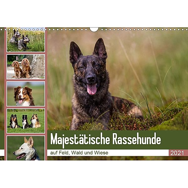 Mäjestätische Rassehunde auf Feld, Wald und Wiese (Wandkalender 2021 DIN A3 quer), Fotodesign Verena Scholze