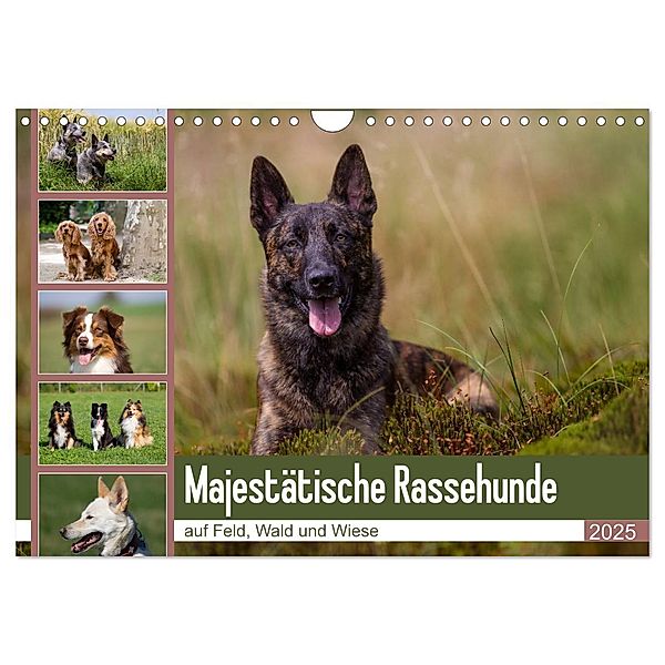 Mäjestätische Rassehunde auf Feld, Wald und Wiese (Wandkalender 2025 DIN A4 quer), CALVENDO Monatskalender, Calvendo, Fotodesign Verena Scholze