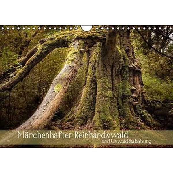 Märchenhafter Reinhardswald und Urwald Sababurg (Wandkalender 2016 DIN A4 quer), Michael Pohl