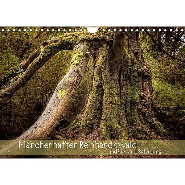 Märchenhafter Reinhardswald und Urwald Sababurg (Wandkalender 2023 DIN A4 quer), Michael Pohl