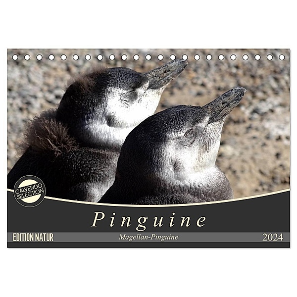 Magellan-Pinguine (Tischkalender 2024 DIN A5 quer), CALVENDO Monatskalender, Flori0