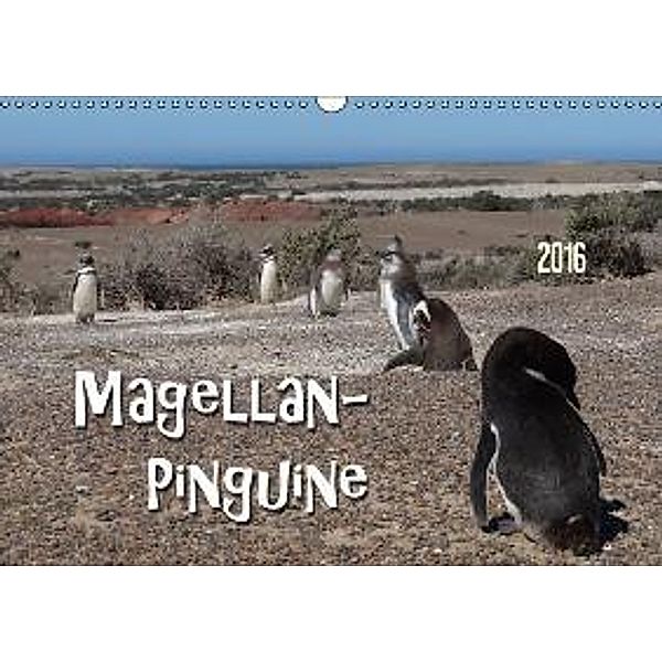 Magellan-Pinguine (Wandkalender 2016 DIN A3 quer), Flori0
