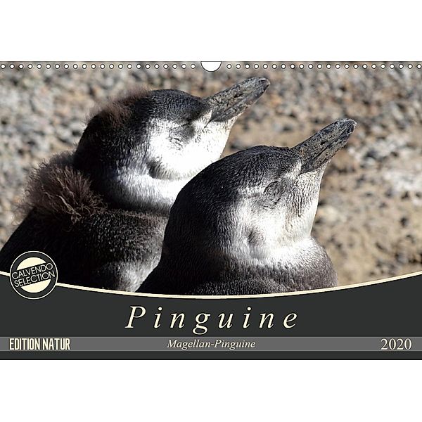 Magellan-Pinguine (Wandkalender 2020 DIN A3 quer)