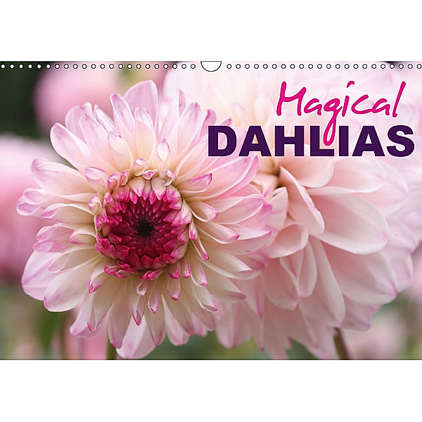 Magical Dahlias (Wall Calendar 2019 DIN A3 Landscape), Gisela Kruse